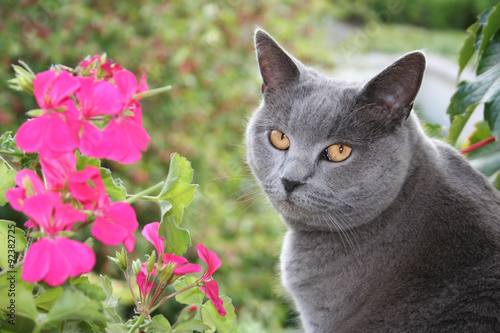 Photos Chat chartreux