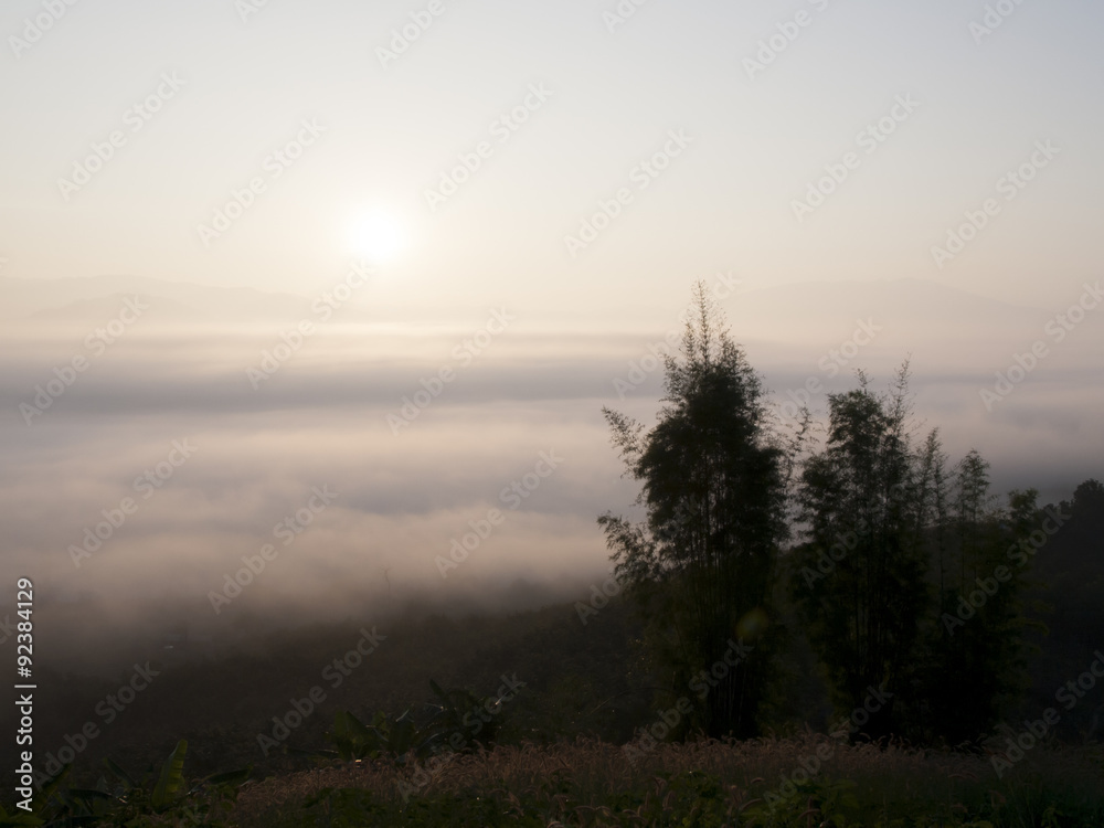 Fototapeta premium misty forest