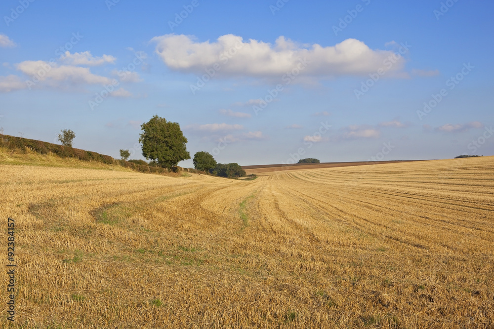 harvest landscape in autumn