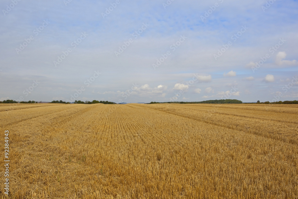 golden harvested wheat field