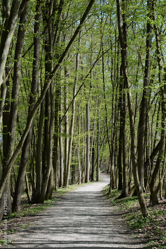 Obraz premium Waldweg im Frühling