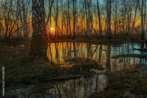 Bare birch trees reflected in dark river
