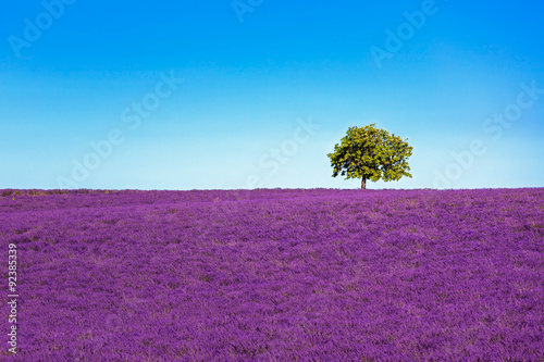Fototapeta Naklejka Na Ścianę i Meble -  Lavender and lonely tree uphill. Provence, France