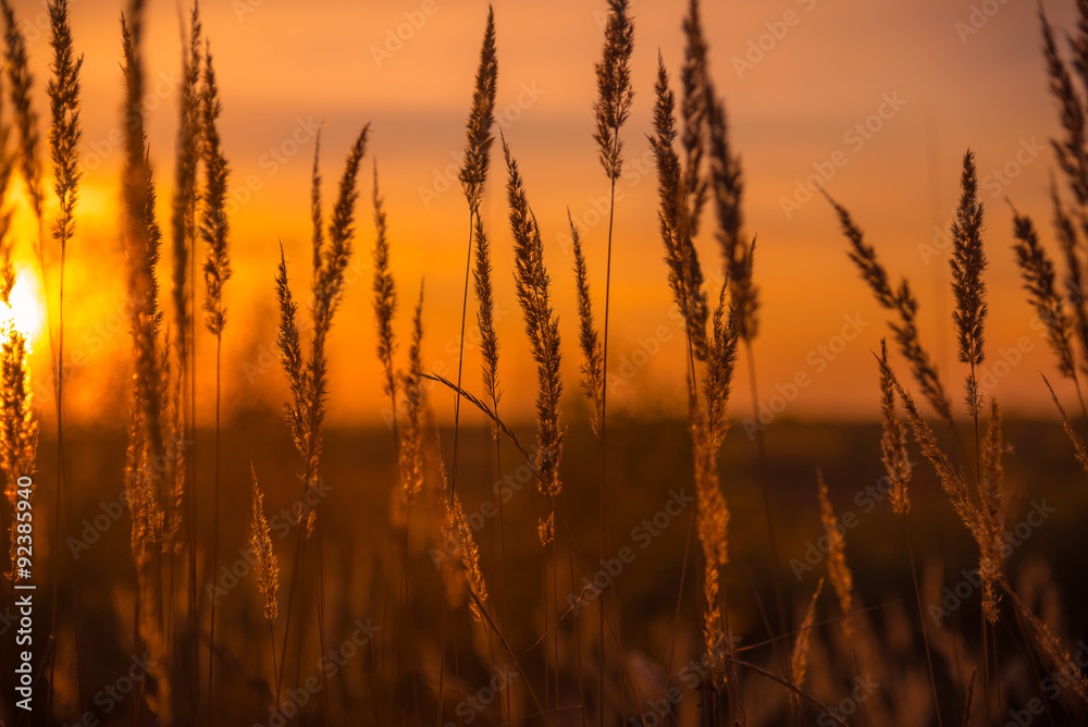 Fototapeta premium Dry Yellow Grass Meadow In Sunset Sunrise Sunlight. 