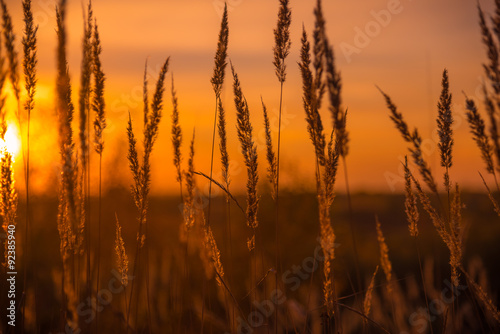 Dry Yellow Grass Meadow In Sunset Sunrise Sunlight. 