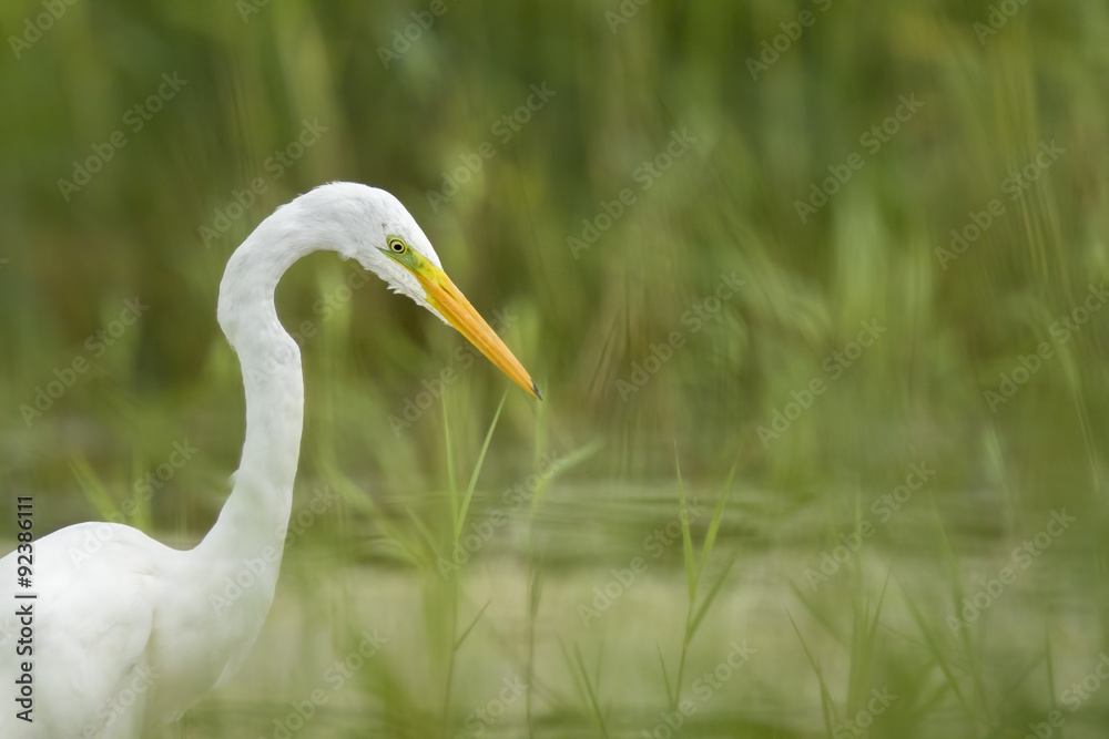 Great egret Ardea alba fishing Great egret Ardea alba fishing