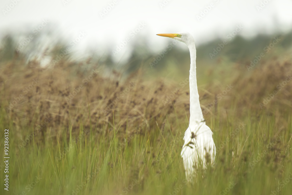 Fototapeta premium Great egret Ardea alba fishing