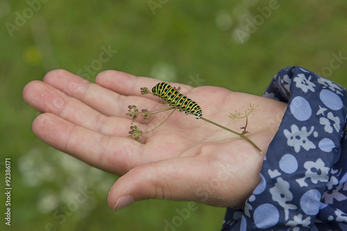 Kinderhand mit Schwalbenschwanz-Raupe photo