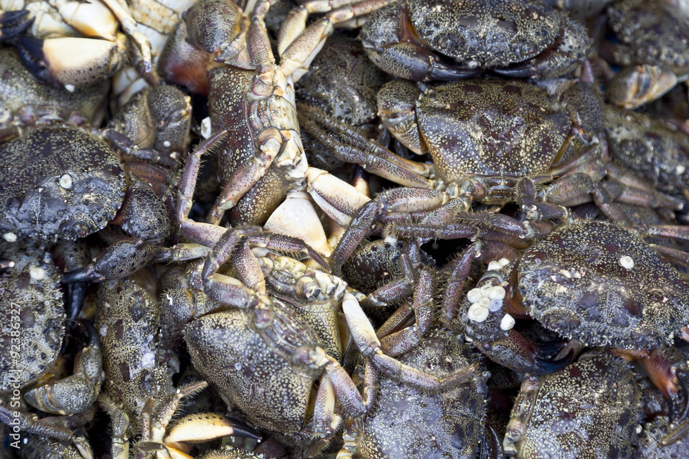 live crabs at the fish market in Istanbul live crabs at the fish market in Istanbul