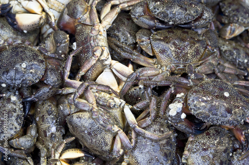 live crabs at the fish market in Istanbul