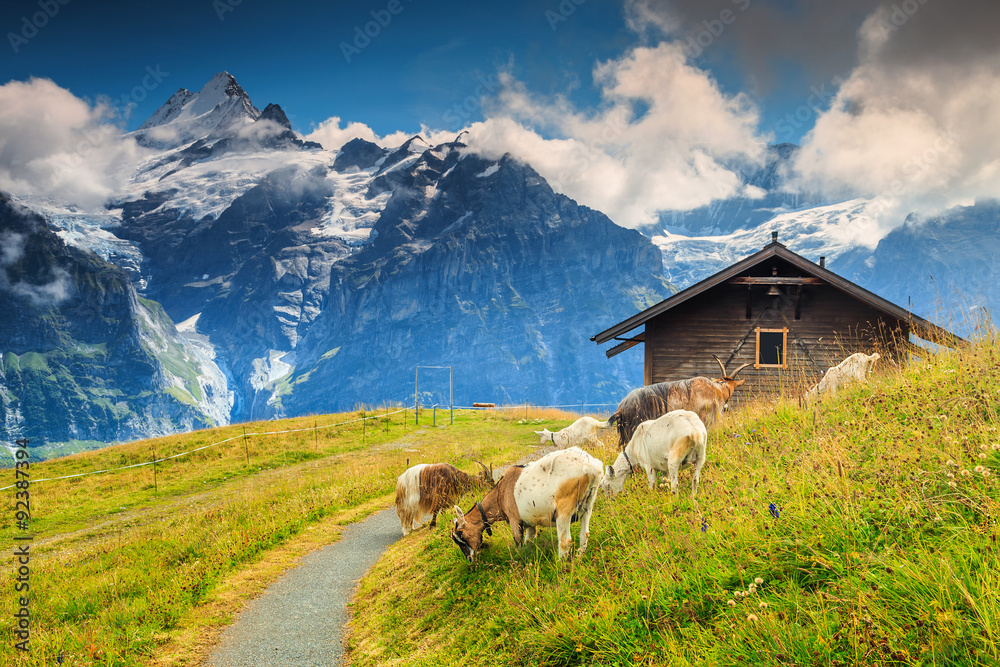 Goats grazing on the alpine green field,Grindelwald,Switzerland,Europe