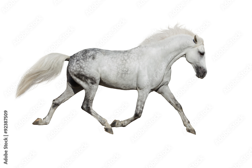 White horse trotting on white background White horse trotting on white background
