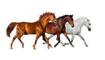 Horse herd isolated on white