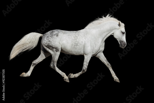 White horse trotting on black background © callipso88