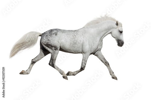 White horse trotting on white background