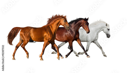 Horse herd isolated on white #92387532