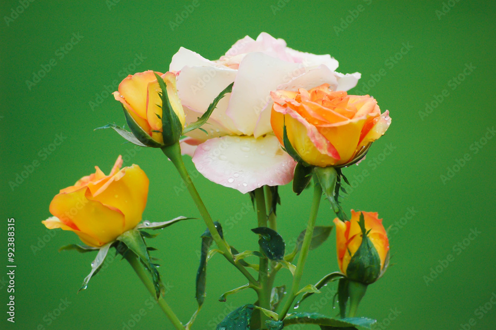 Fototapeta premium Four (4) golden roses around a white / pink rose