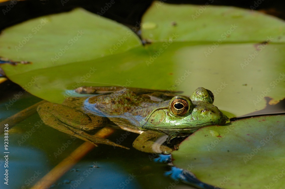 An American bullfrog resting on a lily pad An American bullfrog resting on a lily pad