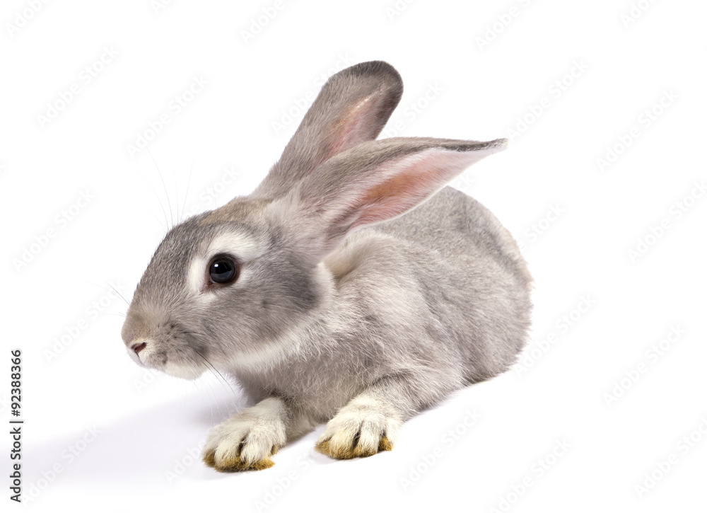 Grey rabbit