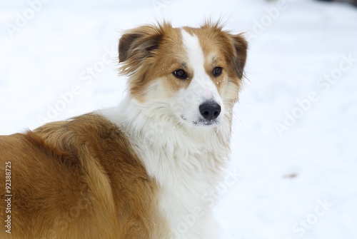 Red Border Collie in snowy winter
