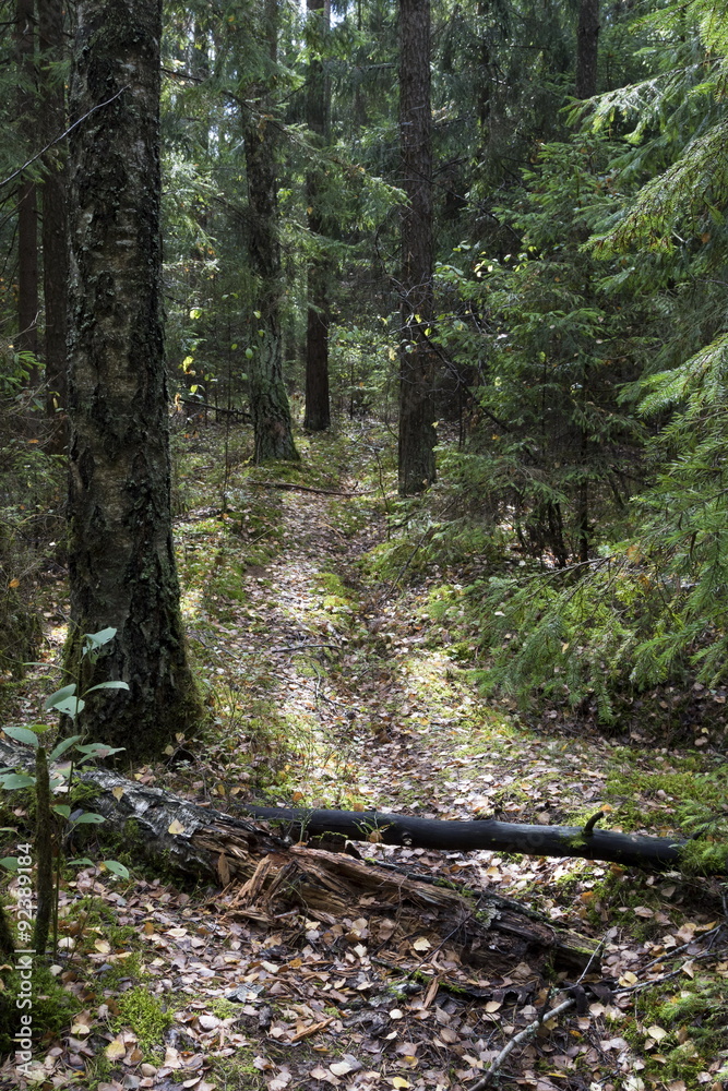 Obraz premium Fallen tree in the forest