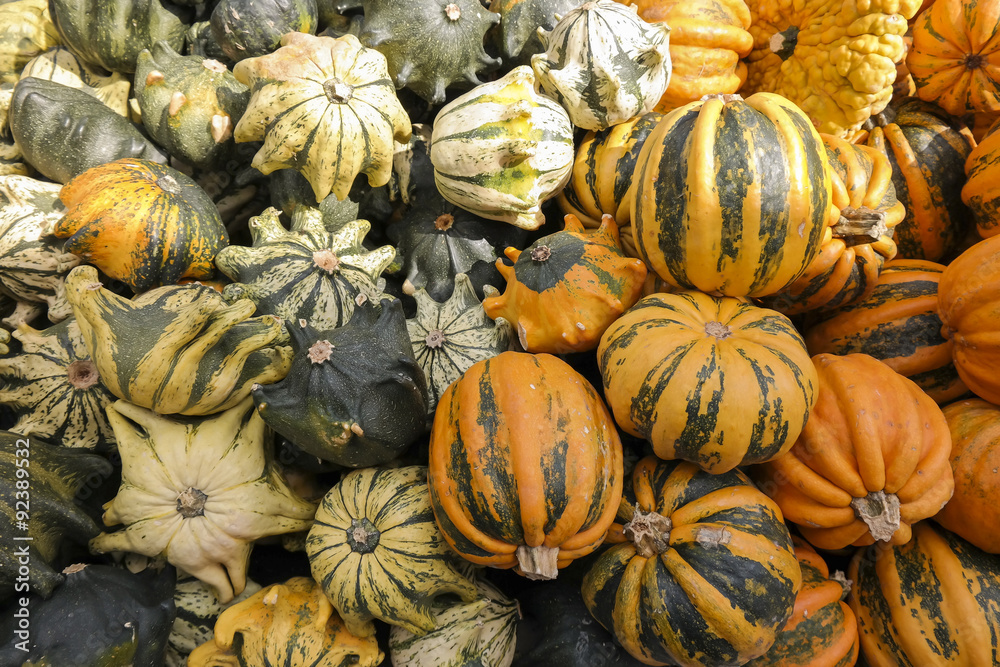 Colorful pumpkins on the market