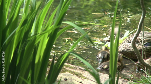 Mother and ducklings photo