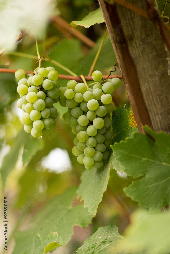 grapes on old vine