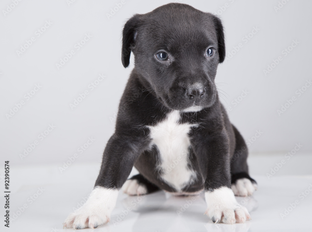Perro pit bull cachorro con pelaje negro foto de Stock | Adobe Stock