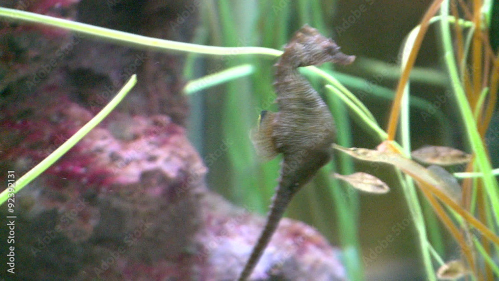 Undersea flora and fauna Undersea flora and fauna