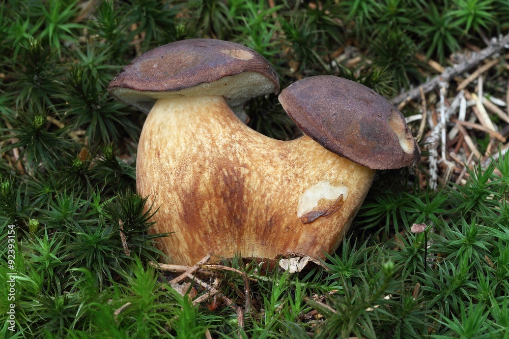 Siamese Twins Mushrooms Boletus Pinophilus Pine Bolete Pinewood King Bolete In The Moss 8676