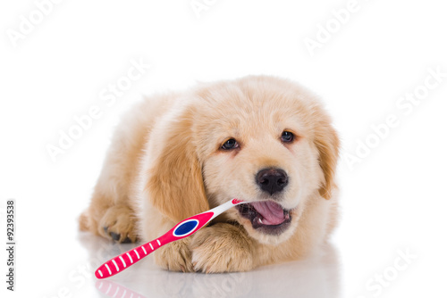 Fototapeta Naklejka Na Ścianę i Meble -  Golden retriever  brushing his teeth looking straight isolated