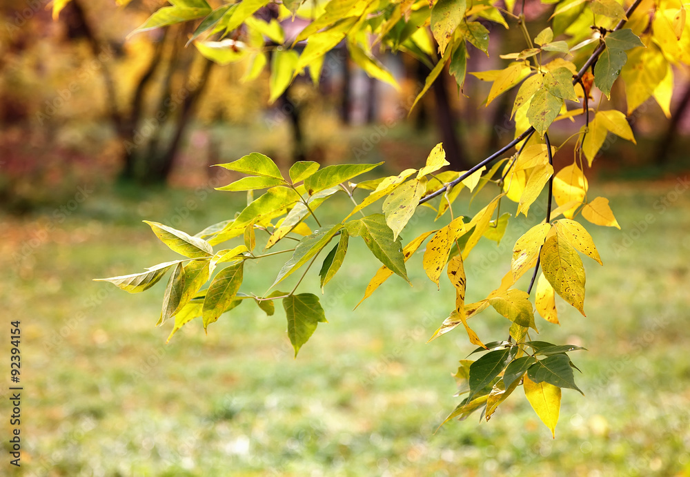 Fall foliage branches day Fall foliage branches day