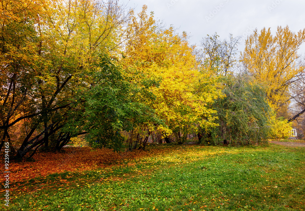Naklejka premium trees in a park in autumn sunny day