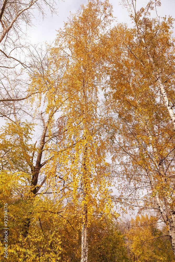 trees in a park in autumn sunny day trees in a park in autumn sunny day