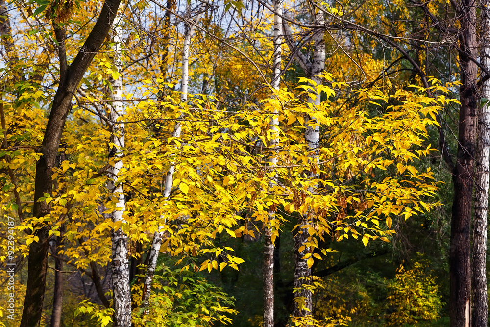 Fall foliage branches day Fall foliage branches day