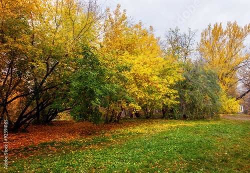 trees in a park in autumn sunny day