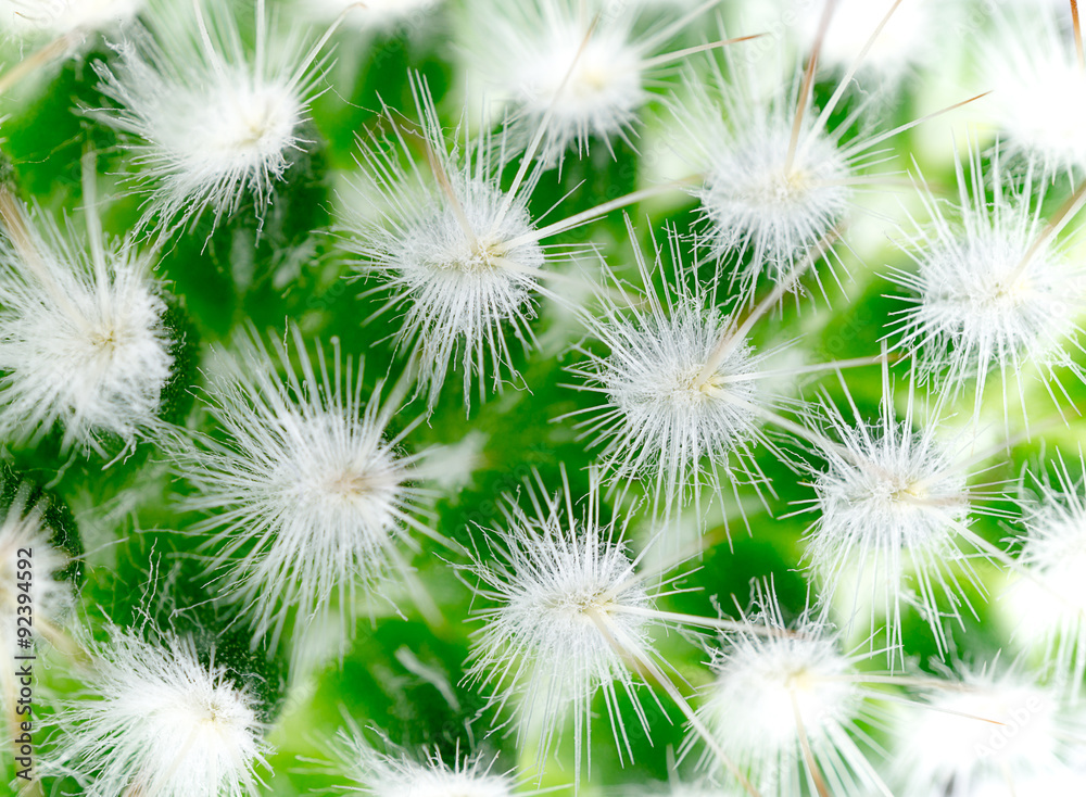 Obraz premium Cactus thorns macro background with blur effect