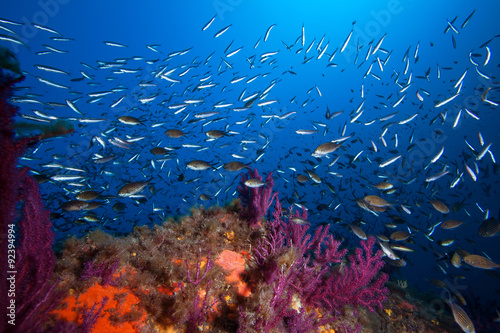 Lots of fish in a mediterranean reef