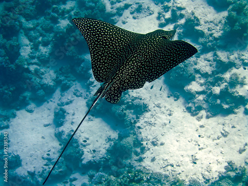 spotted eagle ray