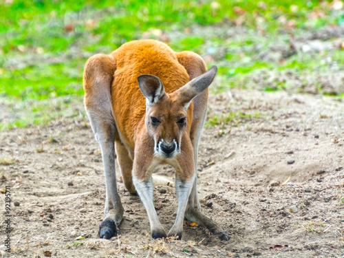 Red kangaroo (Macropus rufus) in the field