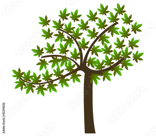albero