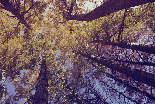 Trees view from below sky park vintage filter
