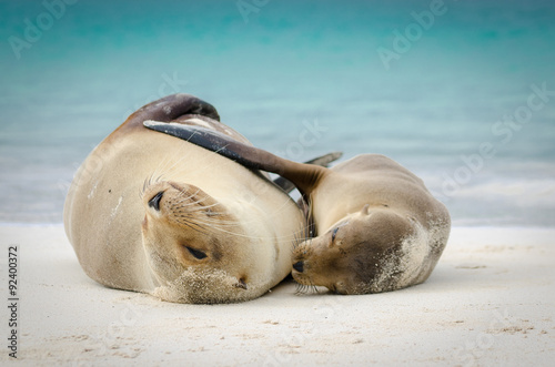 Mother and Child sea lion hugging, galapagos islands, ecuador photo
