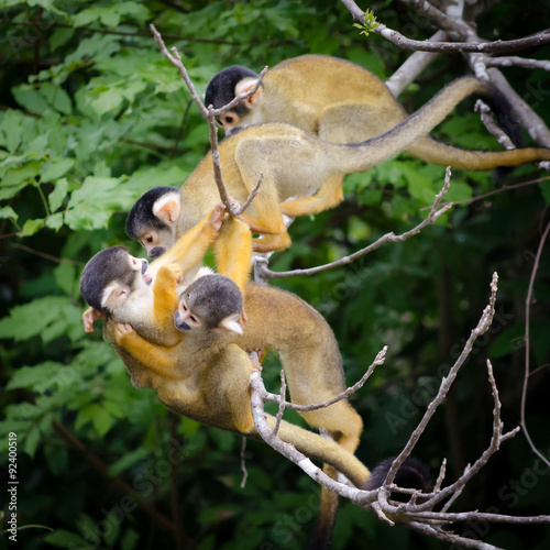 Monkeys wrestling / playing in pampas Amazon, Bolivia