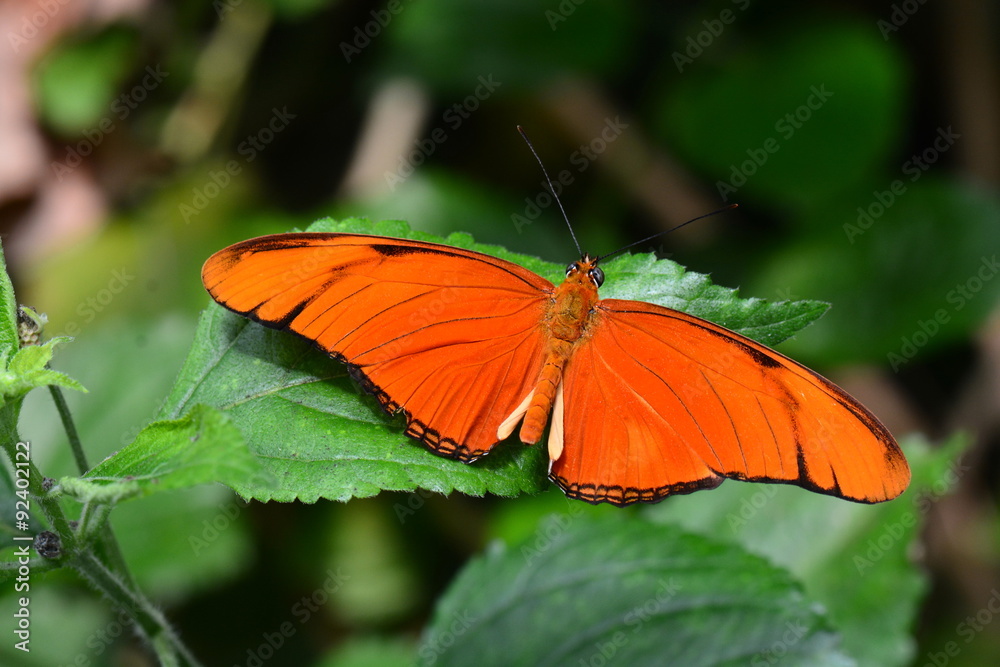 Fototapeta premium An Orange Julia butterfly shows off its beauty in the gardens.