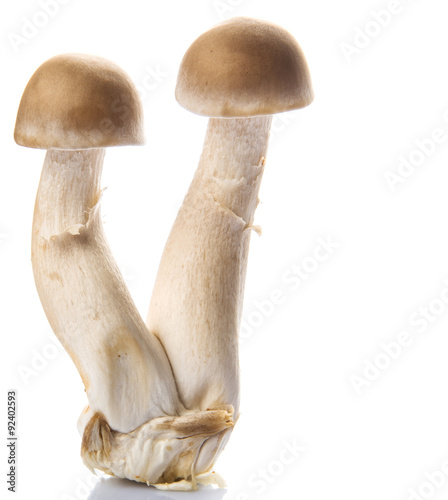 Japanese Shimeji mushrooms over white background