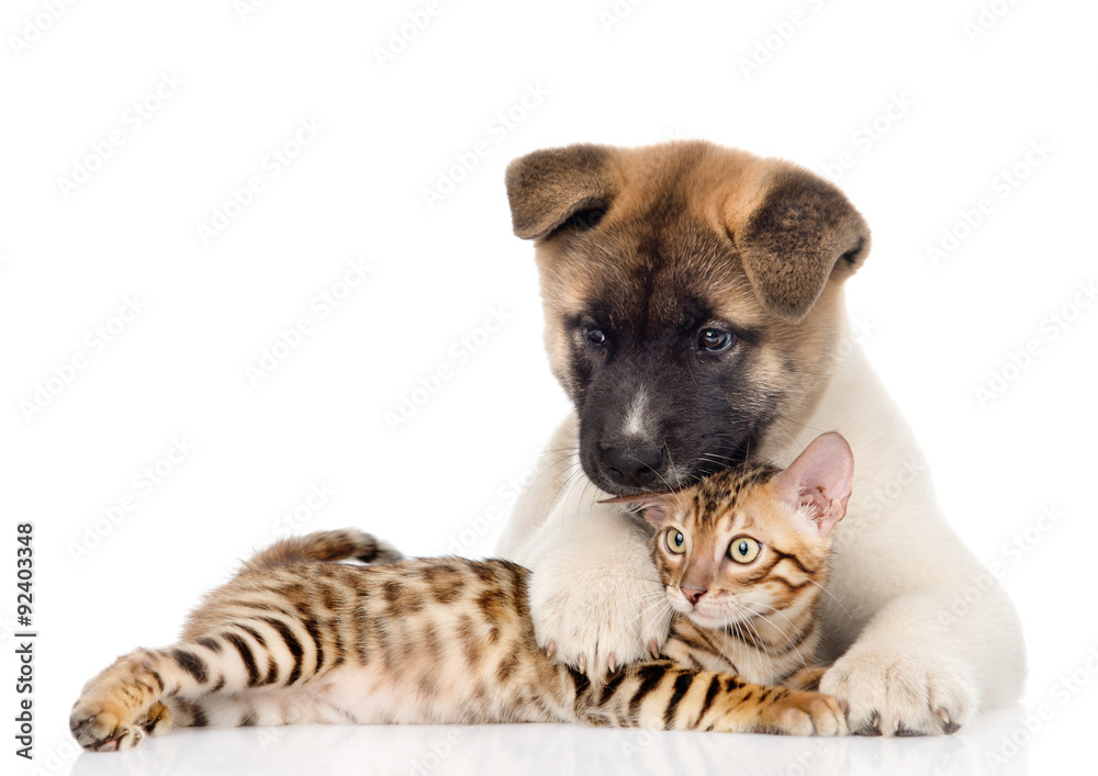 Akita inu puppy dog lying with bengal kitten. isolated on white