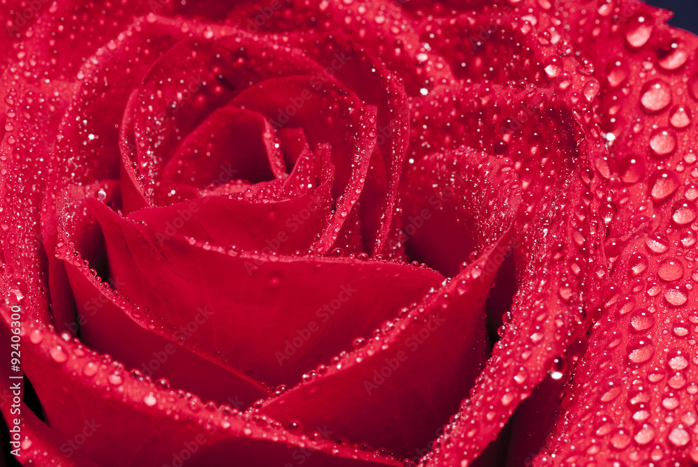 Red rose Red rose
