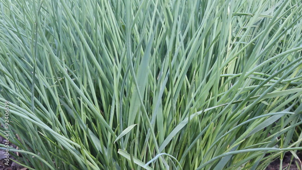 Green Spring Grass In Wind 17973 Green Spring Grass In Wind 17973